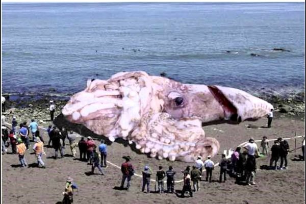 Kraken 11at