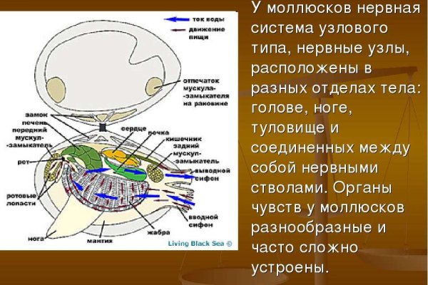 Сайты для даркнета